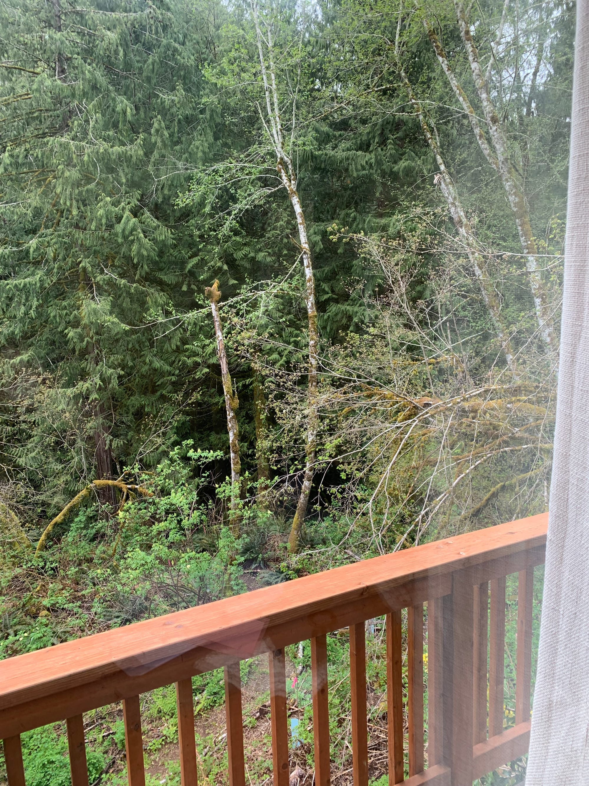 a view of green woods, a wooden railing, white curtain across the window on the right hand edge