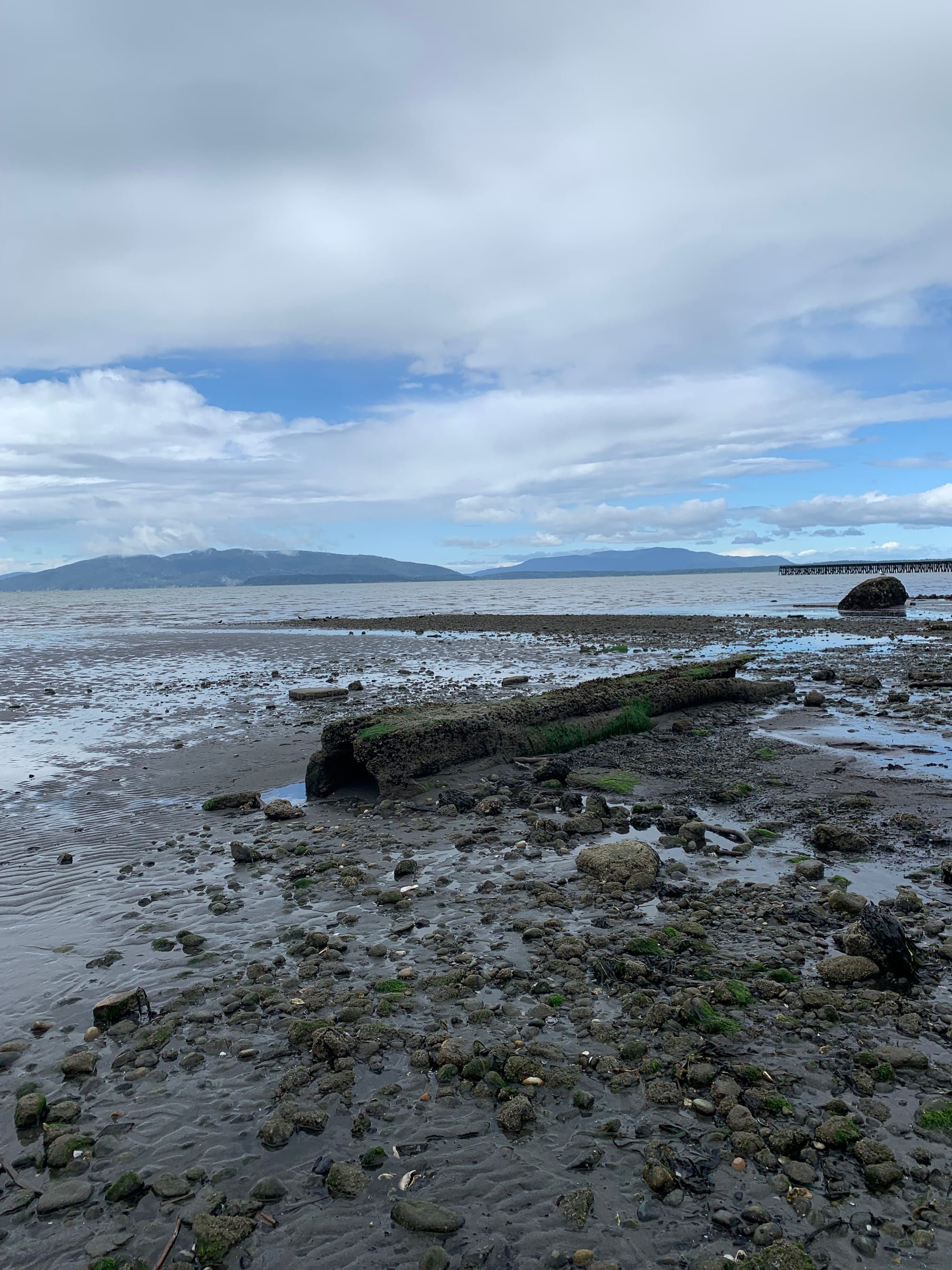 muddy beach, rotting log, grey water, green islands, blue sky with lots of clouds