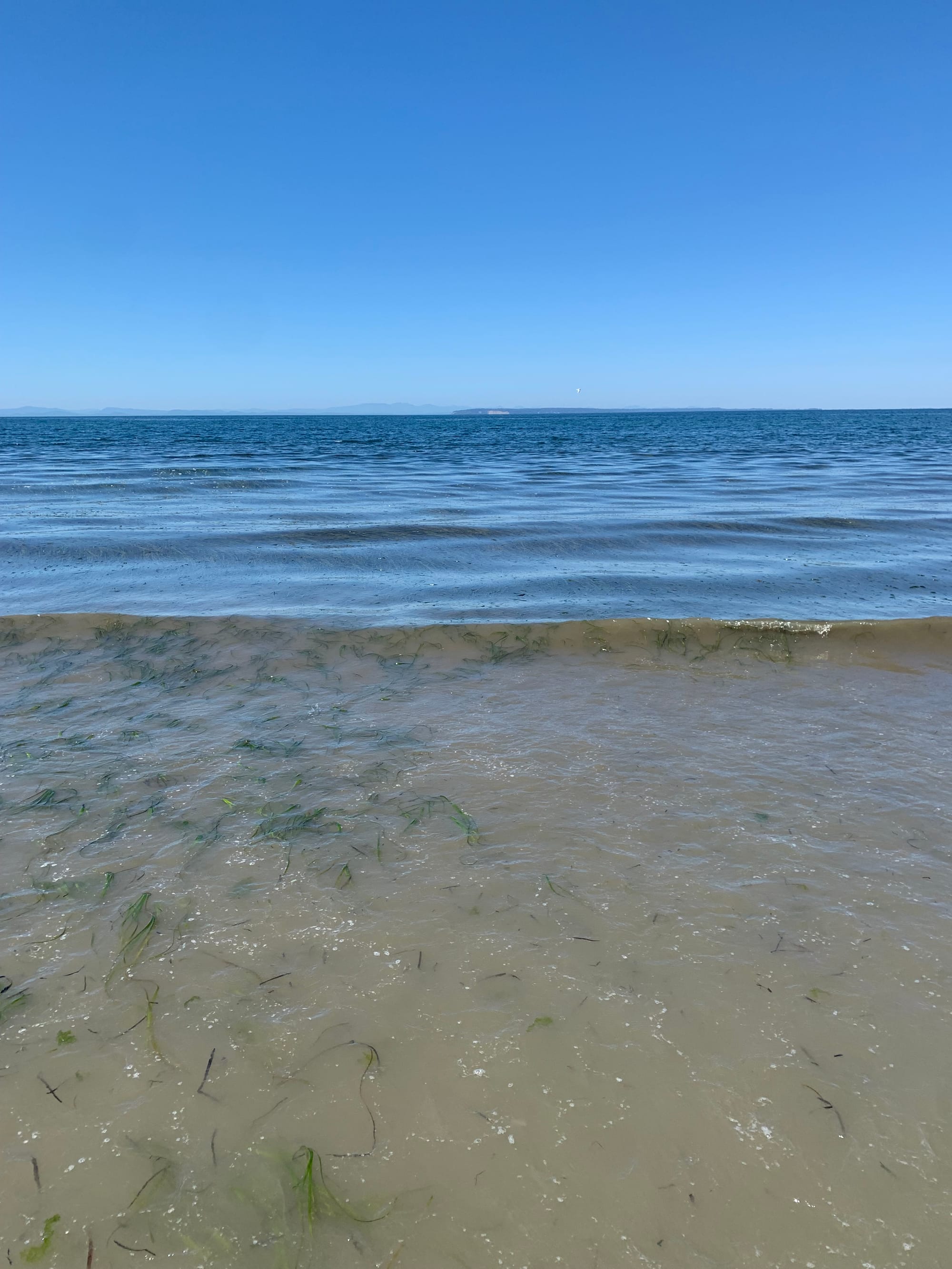 brown water with green eelgrass, changing to blue water farther out, distant islands on the horizon