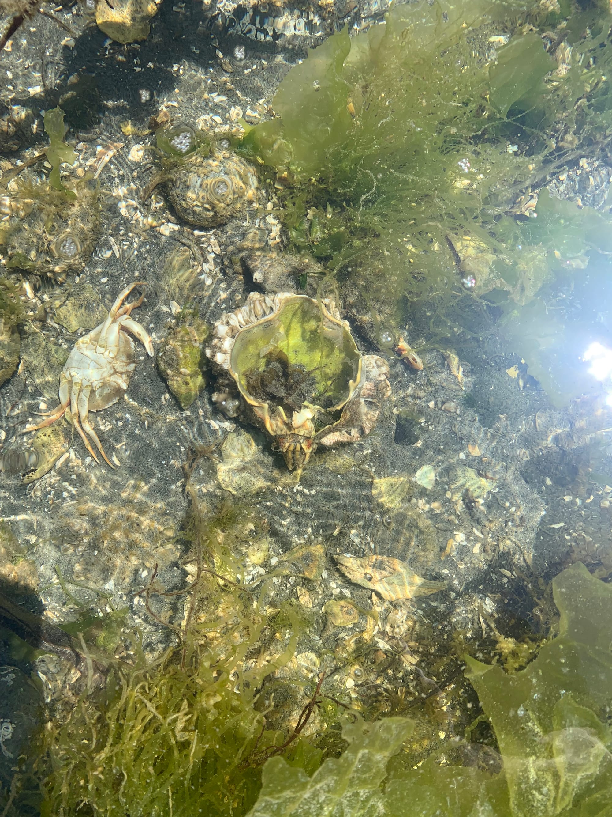 a shot from above of a sandy tidepool, filled with different kinds of seaweed & shells