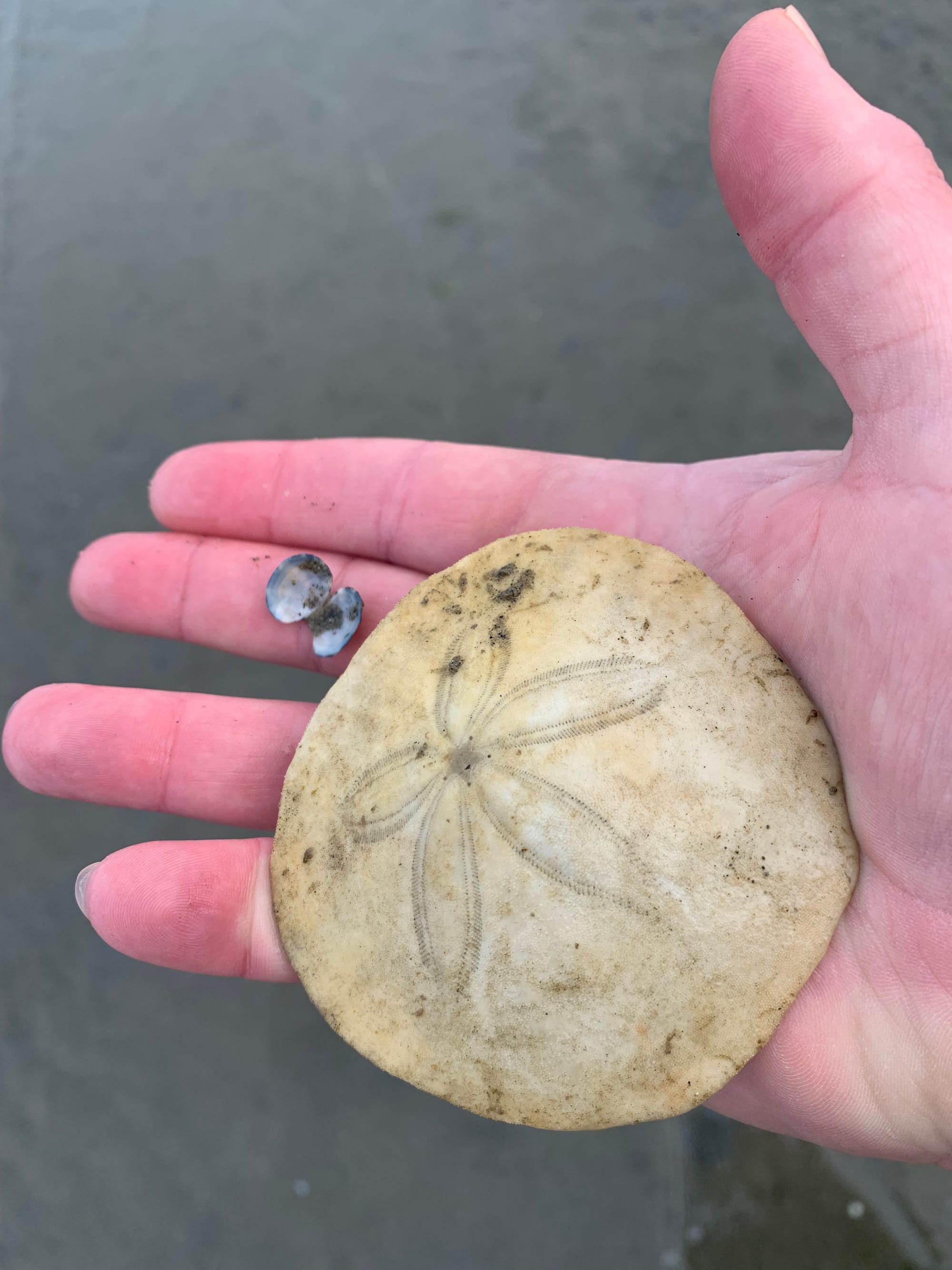 large sand dollar shell, slightly smaller than the pink palm holding, and tiny clam shell