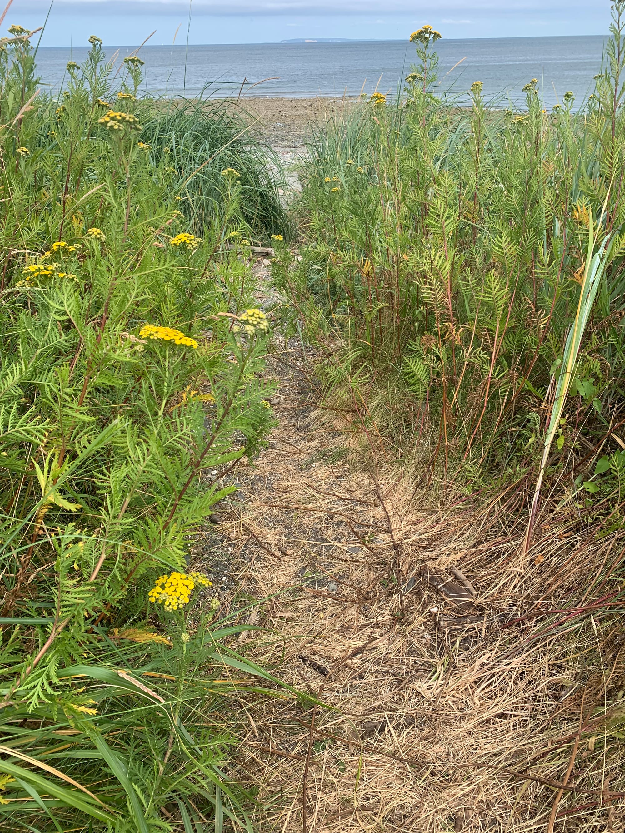 dune grass & flowers framing a little path down to a rocky beach