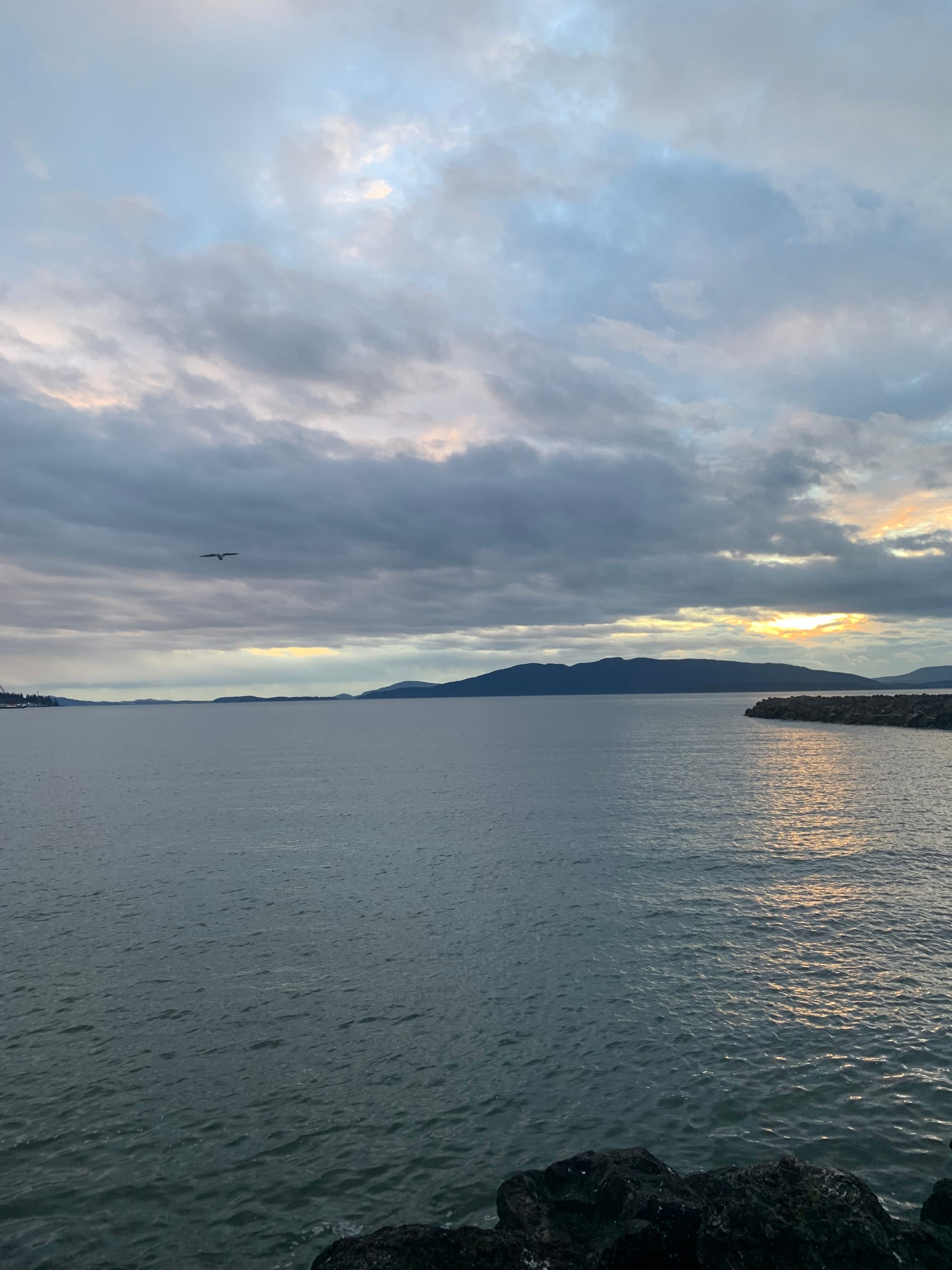 a winter sunset, barely visible behind great clouds & an expanse of pewter water, one small seagull in the air