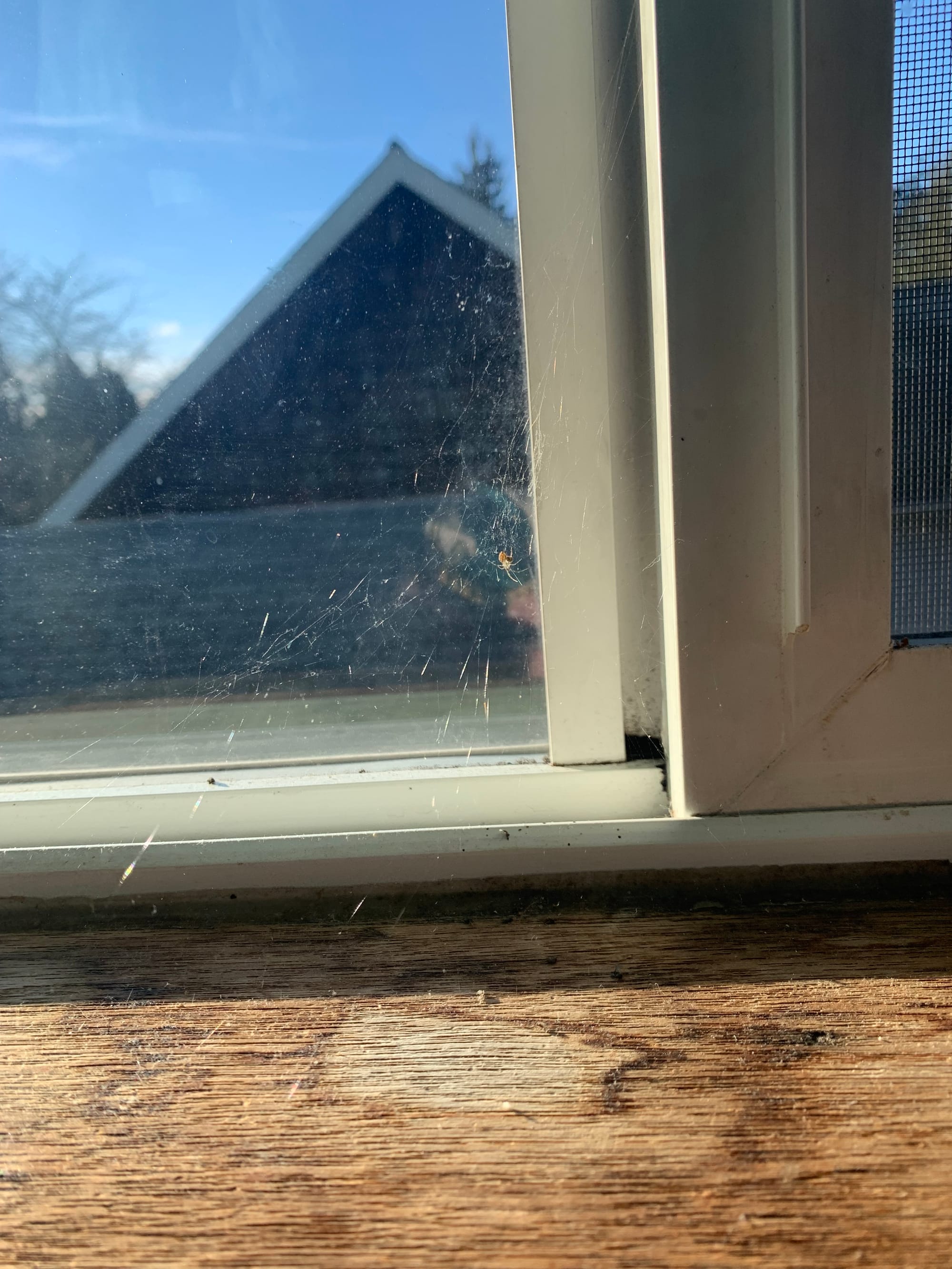 tiny spider in a web in a window pane, wooden windowsill, out of focus roof & blue sky visible beyond