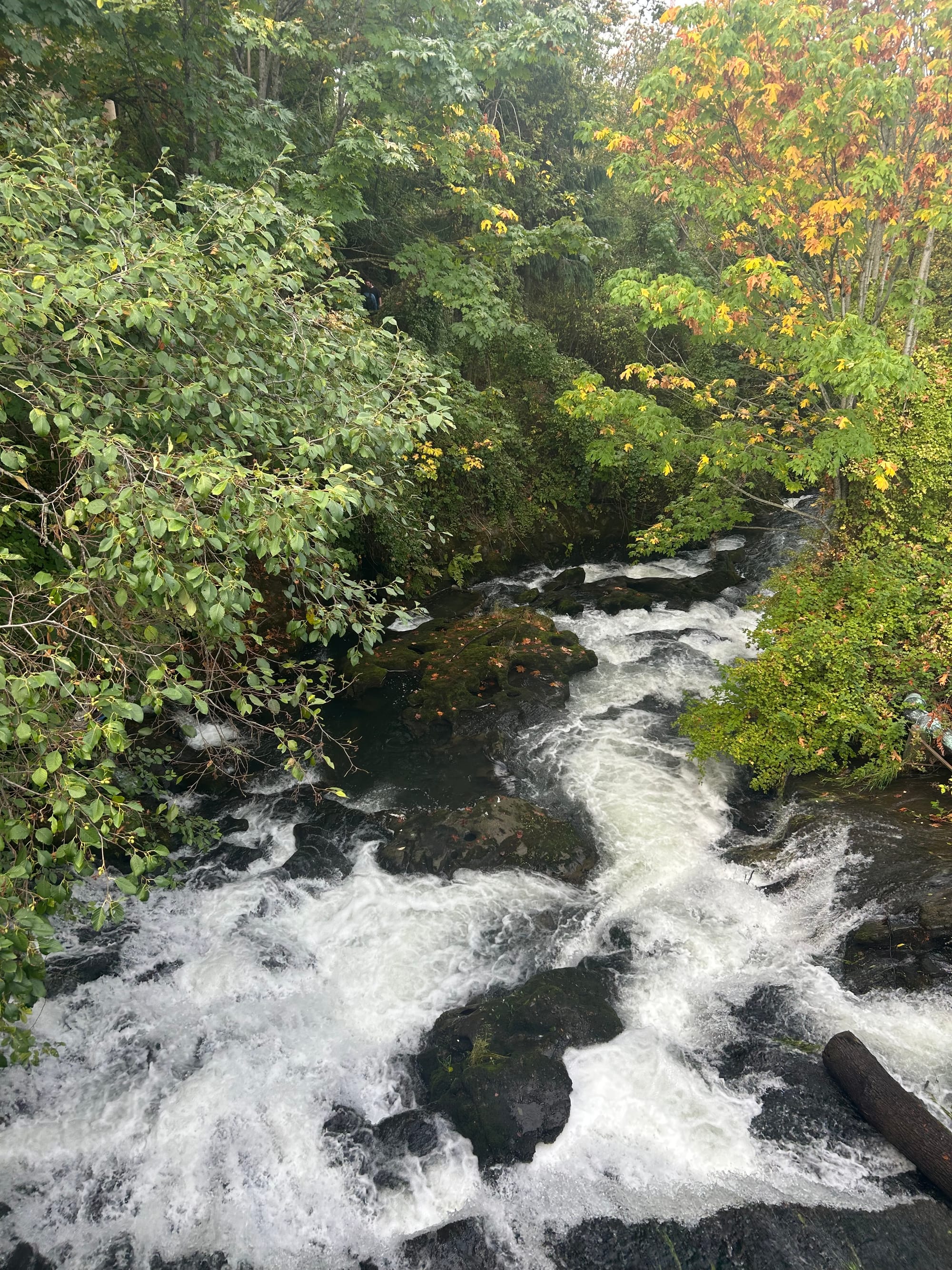 a waterfull tumbling down, white water down to pools, green trees lining the banks