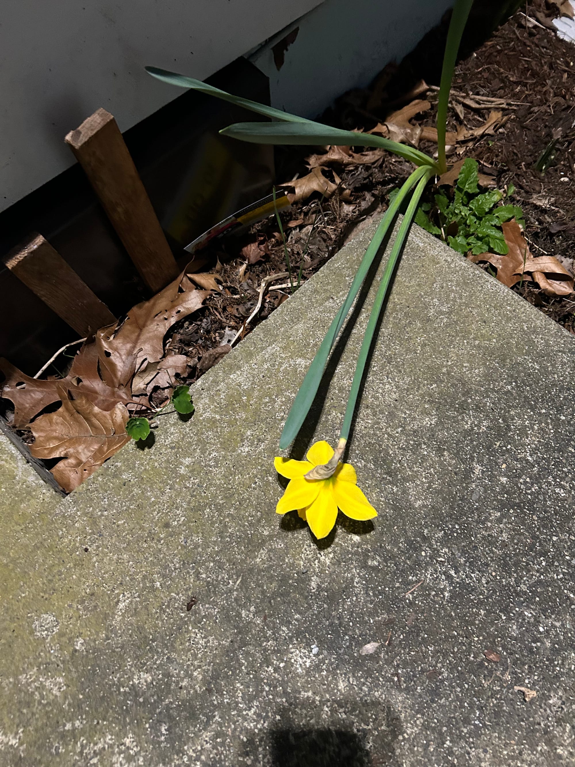 a daffodil tipped over onto the concrete ground